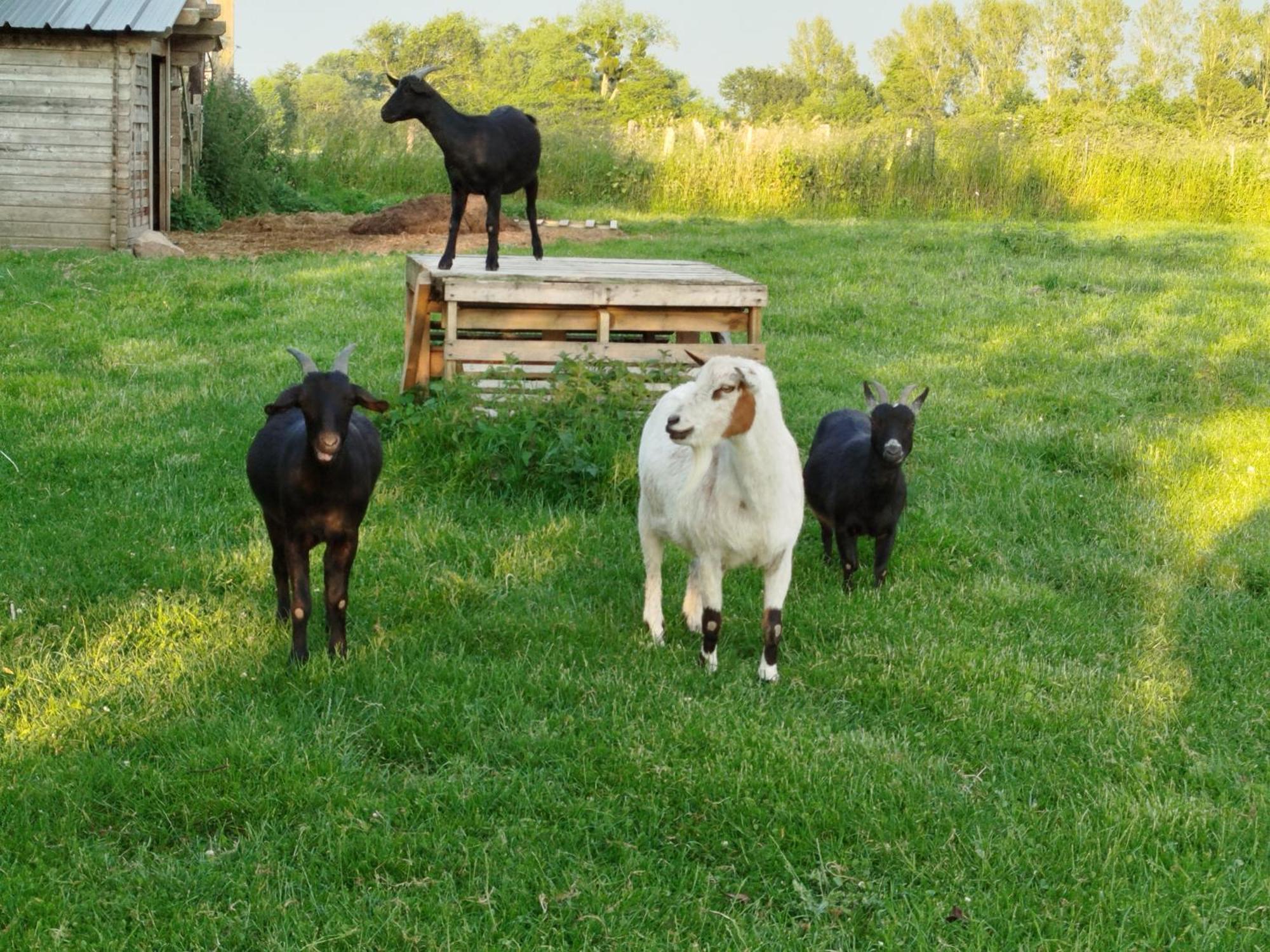 La Ferme D' Emerentine Bacilly Bagian luar foto